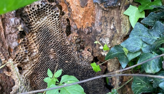 Biodiversity on Newford Farm