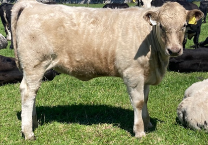 Newford heifer calf born February 5th 2022