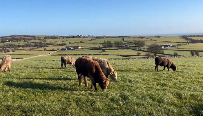 Spring fertiliser plan delivering grass at Newford