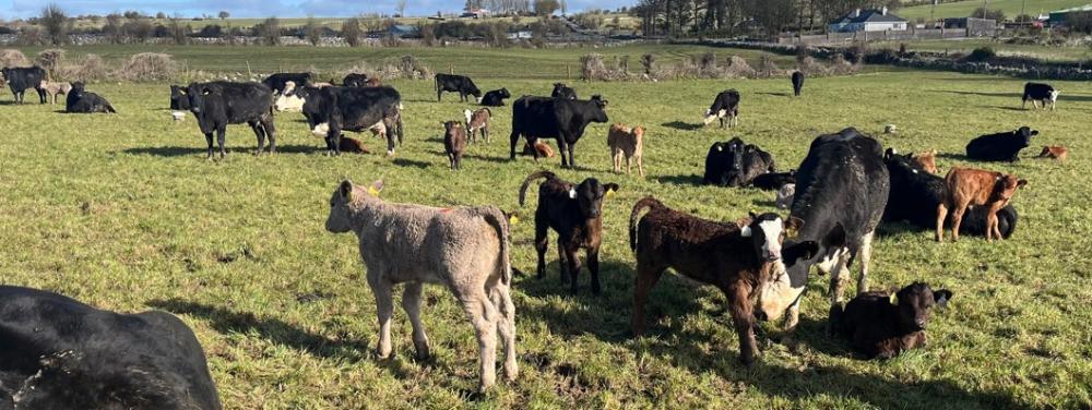 Cows and claves at grass