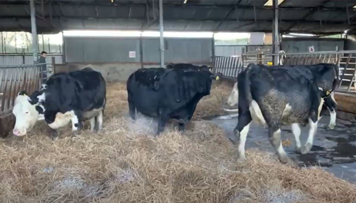 Newford Suckler Demonstration Farm - Pre-Calving 2021