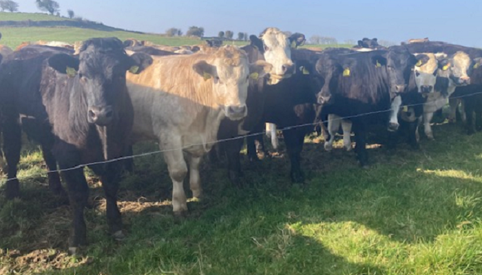 Newford Farm and its drafting of the Beef Bullocks for 2022