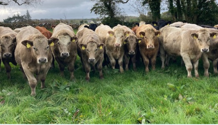 Newford Notes  - Week of 2nd November 2020