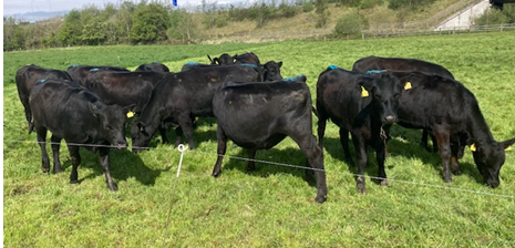Newford maiden heifers June 2022