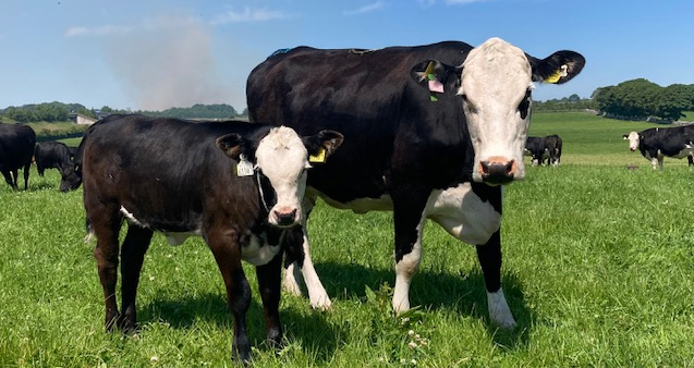 Newford farm Replacement heifer