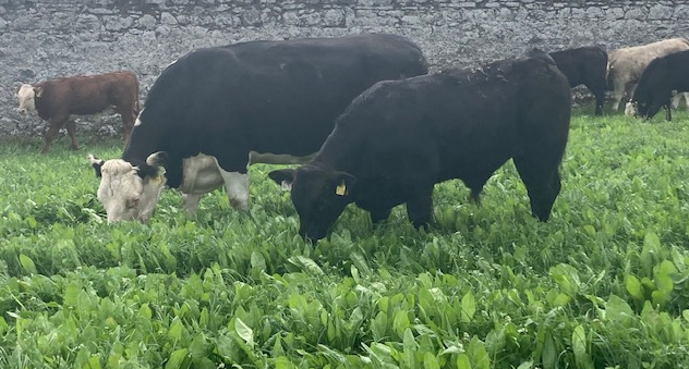 Cows and calves enjoying the multispecies at Newford on the 23rd of June 2022