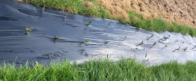 New hedgerow planted on Newdord farm the 1st of April