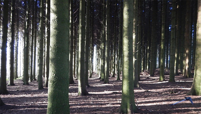 Research into different thinning systems in Sitka and Norway spruce crops