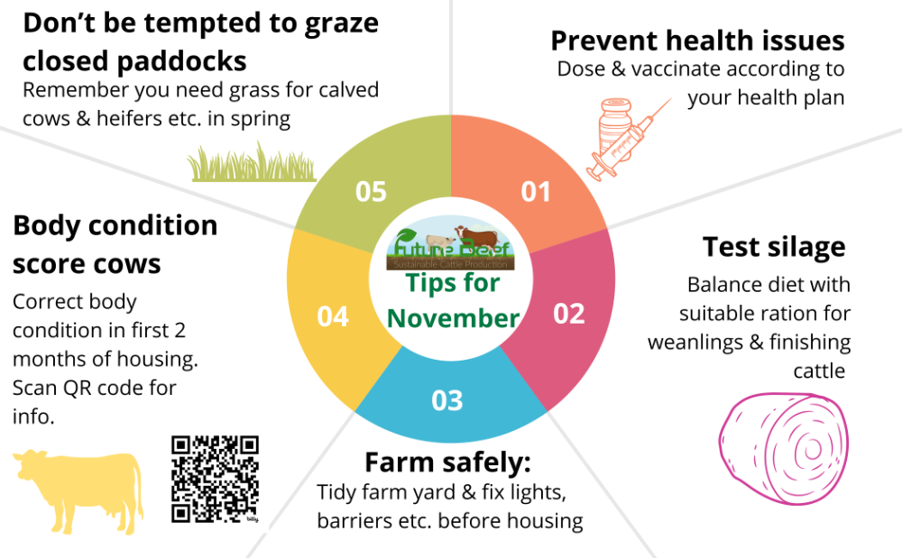 Top tips for Nov 2024