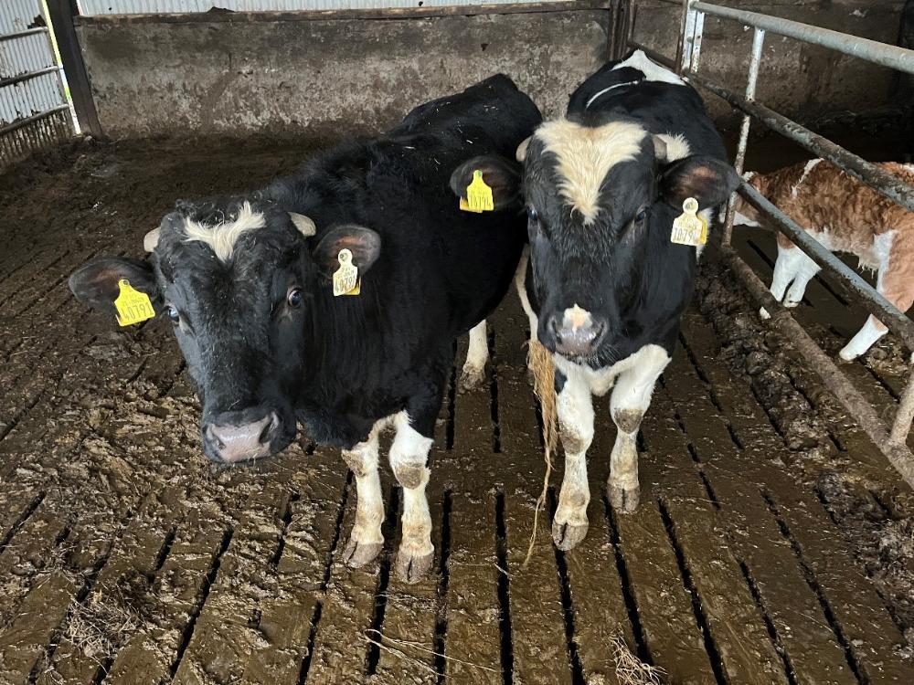 Two bulls for vasectomising