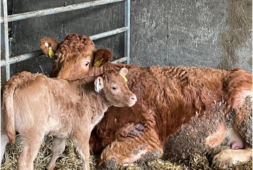 First calved heifer with calf