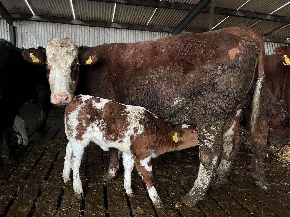Cow vaccinated against lepto