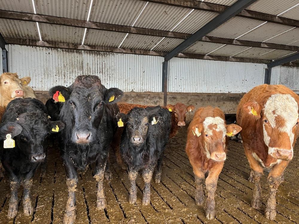 Weanlings that were sold