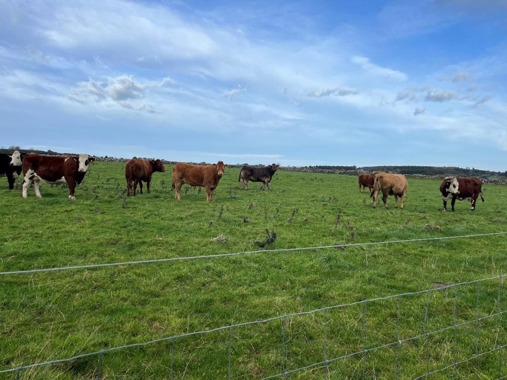 Dry cows at grass