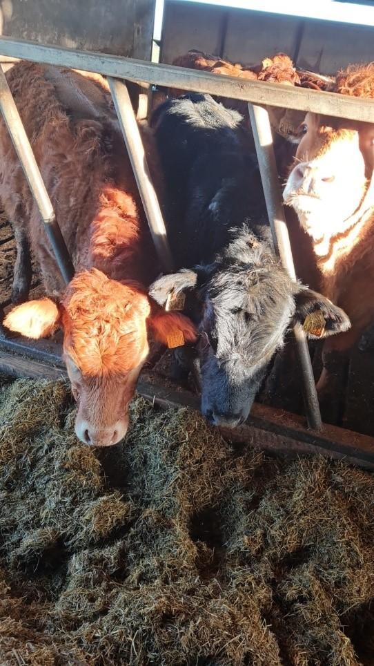 Weanlings eating silage