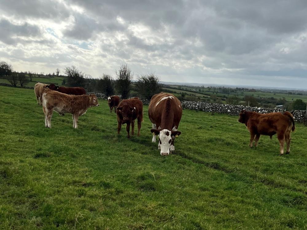 Weanlings at grass