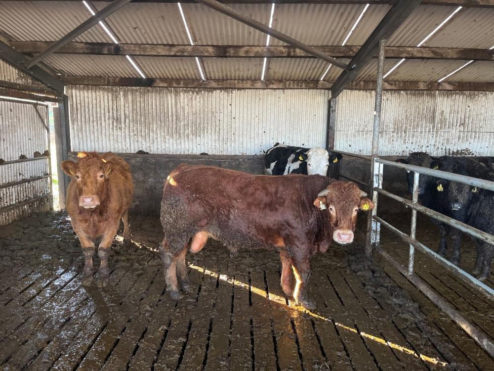 Cattle sold to factory