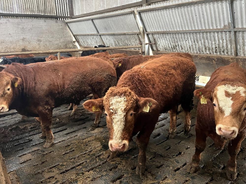 Remaining bulls on the farm