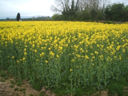 OSR_ homepage gimp