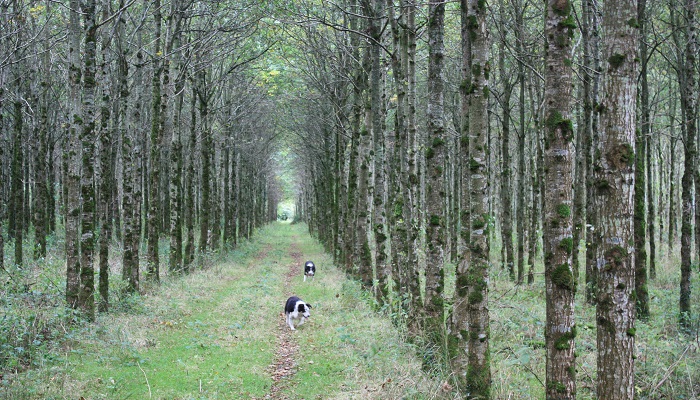 Leaving a legacy - the many rewards of good forest management