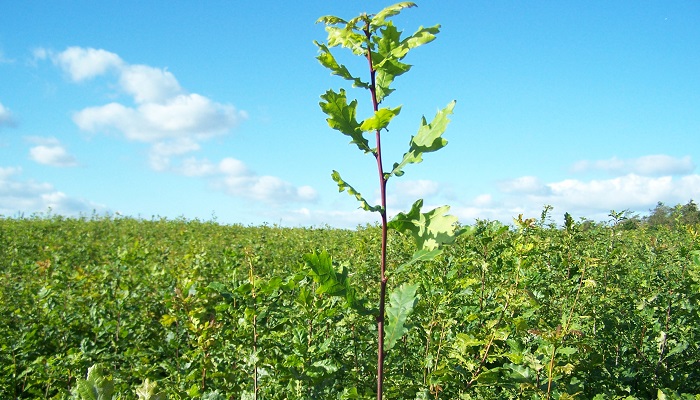 Oak - King of the Forest