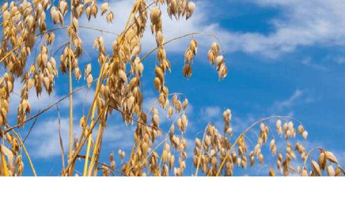 Responding to growers’ needs through oat research
