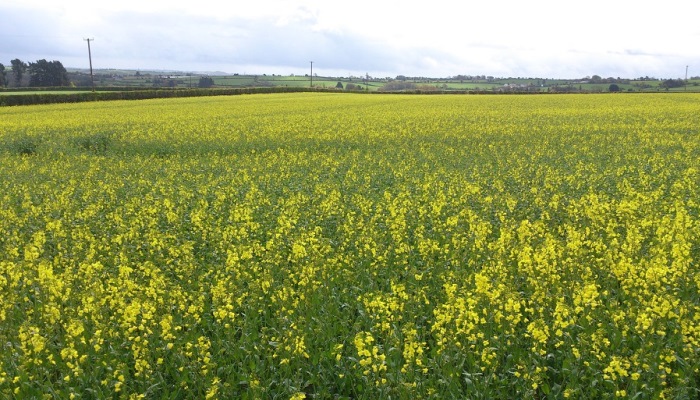 Planning for winter oilseed rape
