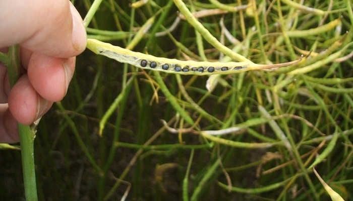 Tillage Update on Oilseed Rape Desiccation and Potato Blight