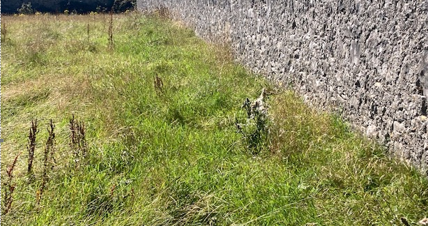 Old grazing ground Newford farm