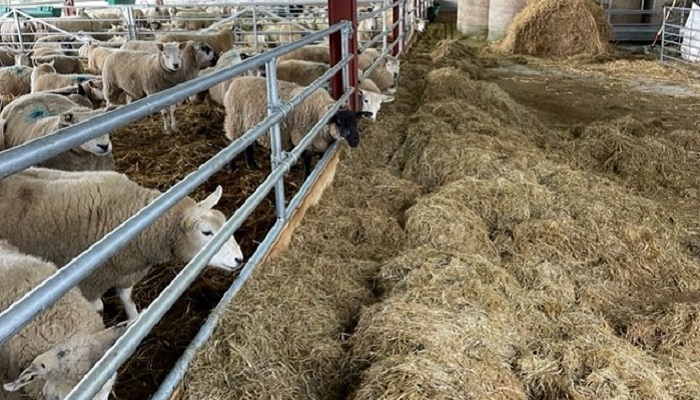Preparing for lambing with Oliver O'Hara