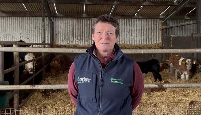 Early born heifers make better ‘Future’ replacements