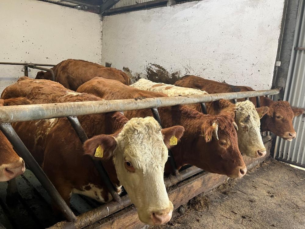 Suckler cows eating silage
