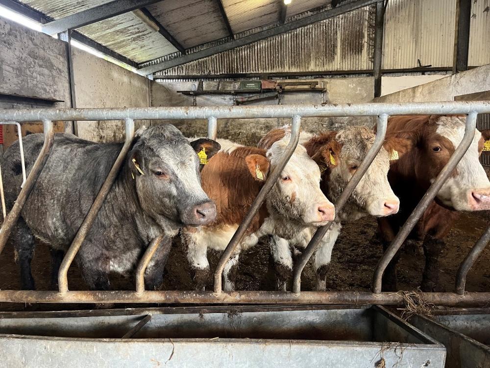 Heifers for sale