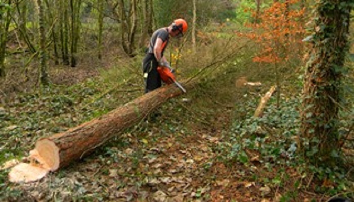 Are you competent to operate a chainsaw safely?