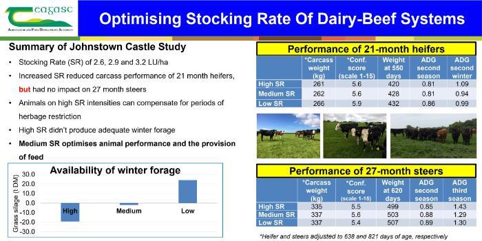 Optimising Stocking Rate Of Dairy-Beef Systems