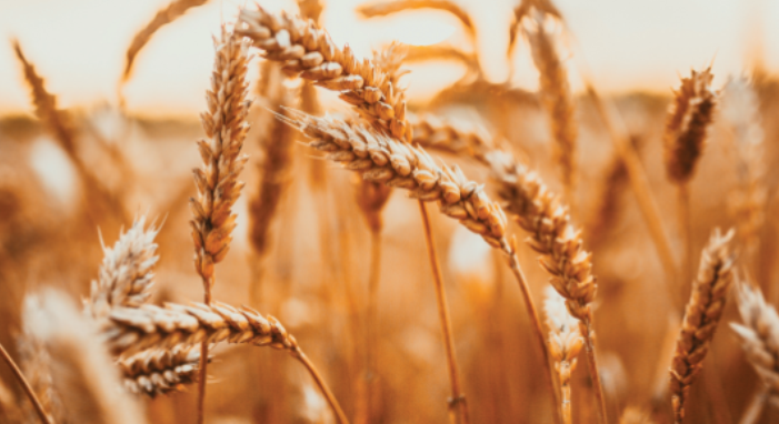 Organic Cereals