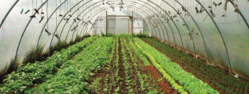 Organic Horticulture in Ireland Image