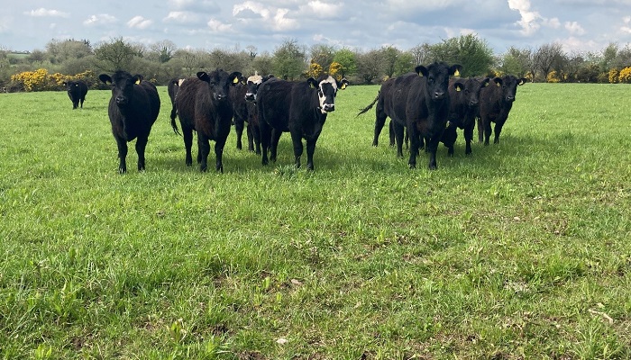 Nutrition, health and performance on Kay O'Sullivan's organic farm