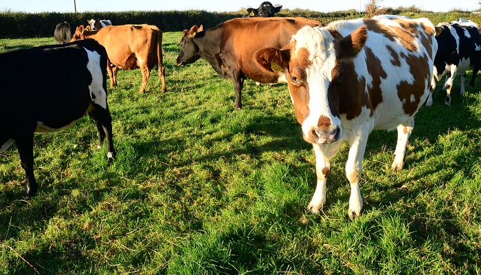 Regional Organic Meetings Autumn 2022