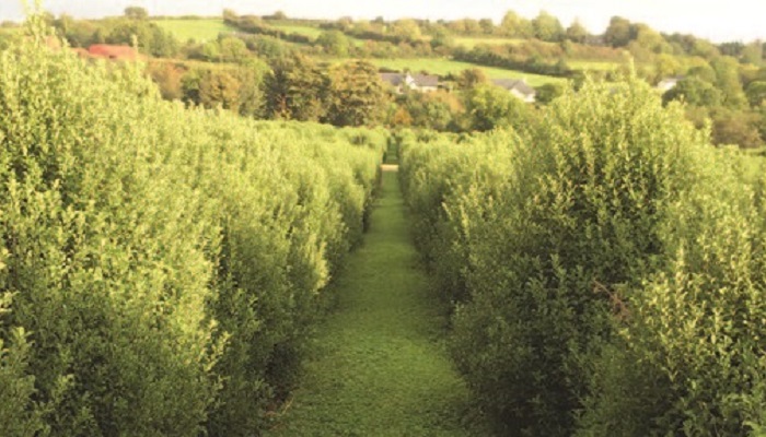 Outdoor Cut Foliage