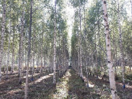Outdoor progeny trial