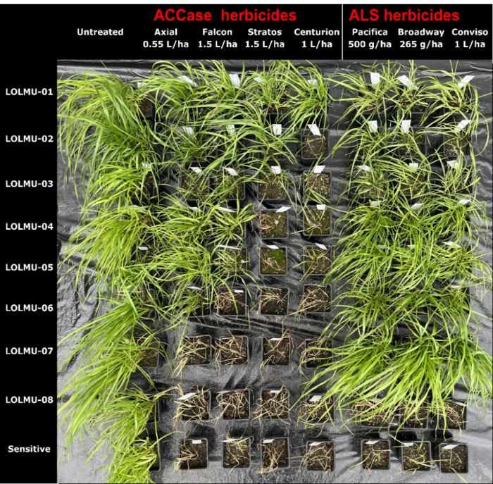 Overhead view of test pots showing the symptoms of sensitive and resistant (LOLMU-01 to LOLMU-08) populations of Italian ryegrass 28 days post-treatment with ACCase (Axial, Falcon, Stratos Ultra and Centurion Max) and ALS (Pacifica Plus, Broadway Star and Conviso one – only for use in Conviso-smart ALS-tolerant fodder beet varieties) herbicides, all applied at the recommended rate. Where treated-p