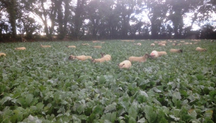 Out wintering on forage crops