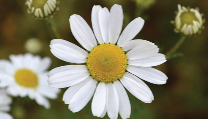 Environment Newsletter - August 2021