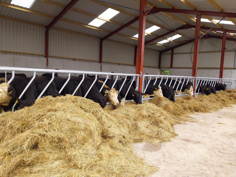 Cattle eating silage