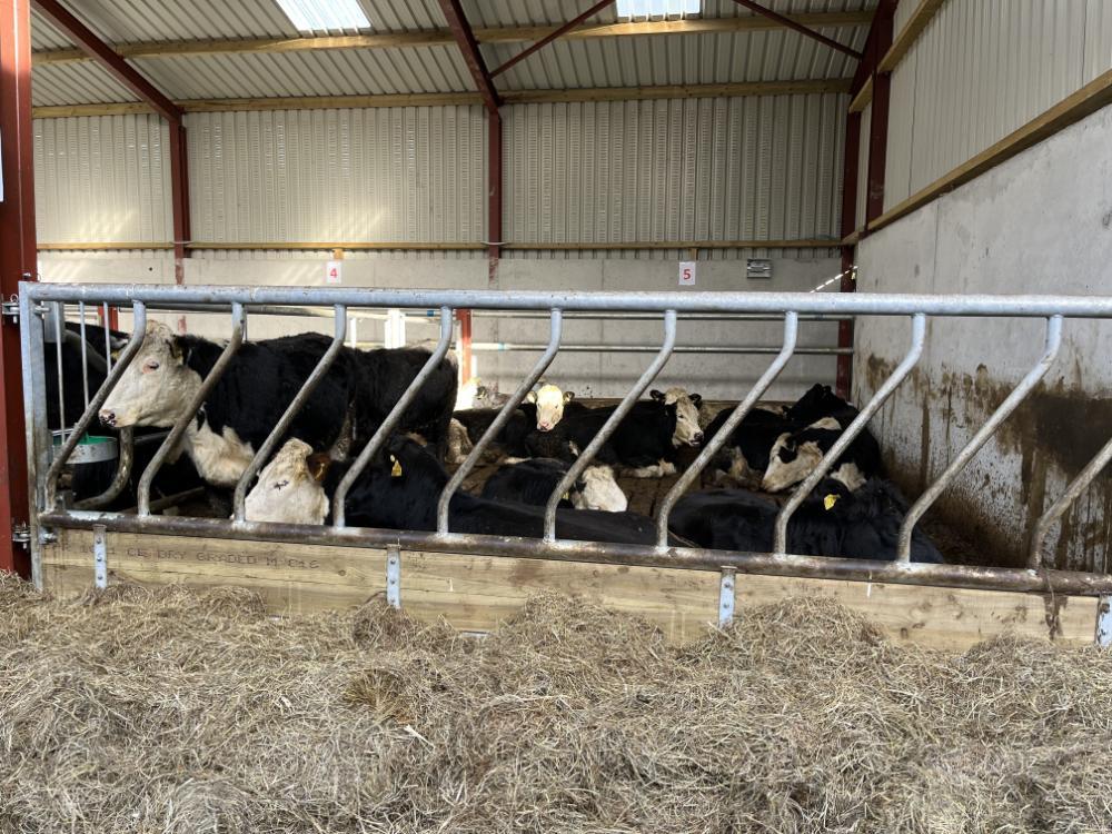 Pen of heifers