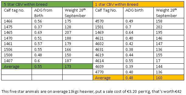 CBV of 2024 born calves