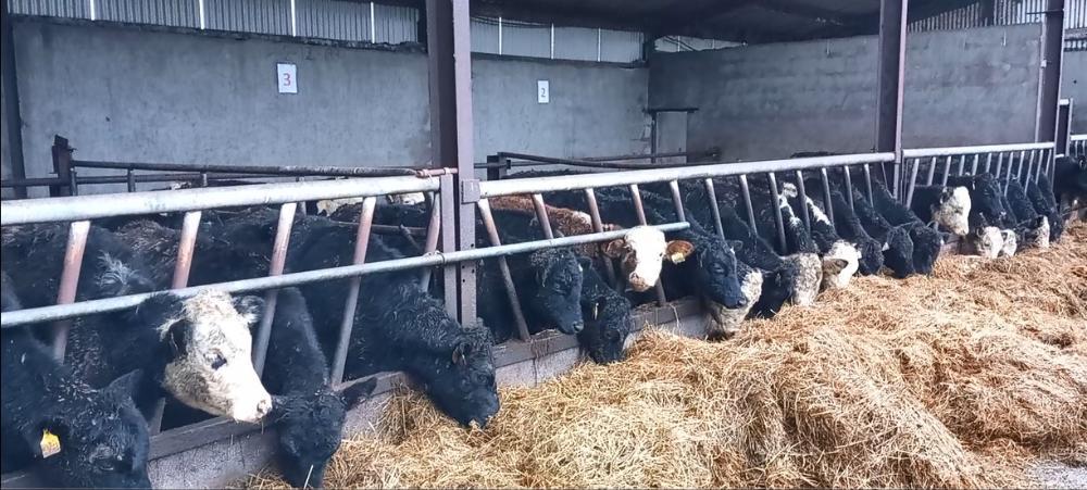Cattle eating silage