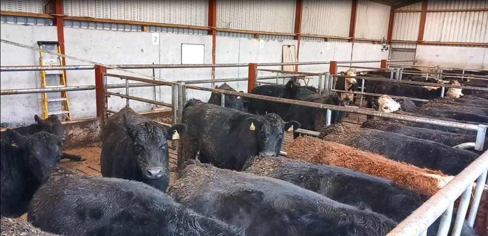 Heifers in shed