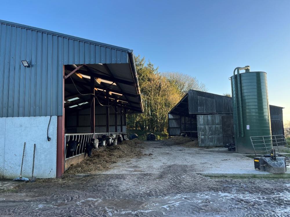 Sheds which are housing cattle